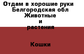 Отдам в хорошие руки  - Белгородская обл. Животные и растения » Кошки   . Белгородская обл.